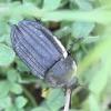 Silpha puncticollis